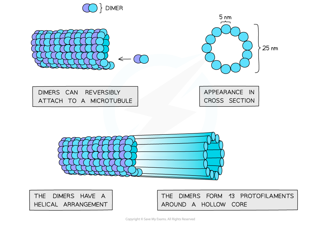 Cell Components_Microtubule, downloadable AS & A Level Biology revision notes