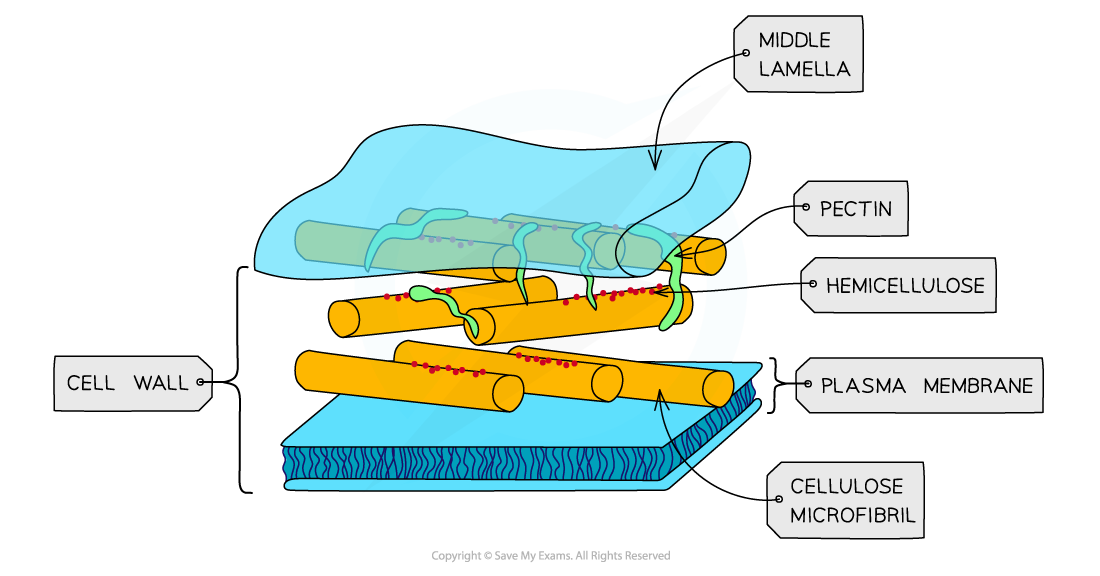 Cell components_Cell wall, downloadable AS & A Level Biology revision notes