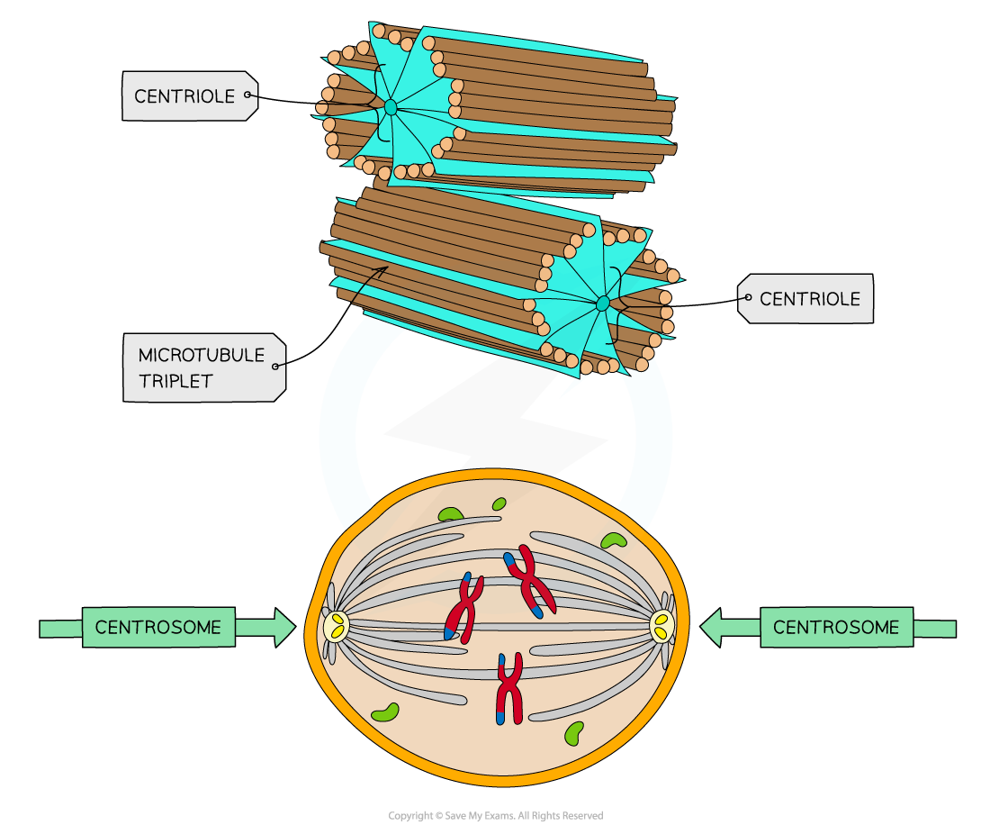 Cell components_Centriole, downloadable AS & A Level Biology revision notes