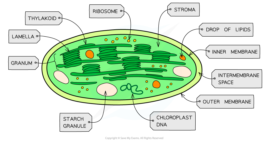 Cell components_Chloroplast, downloadable AS & A Level Biology revision notes