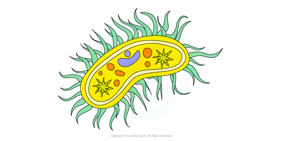 Cell components_Cilia, downloadable AS & A Level Biology revision notes