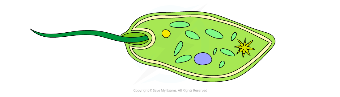 Cell components_Flagella, downloadable AS & A Level Biology revision notes