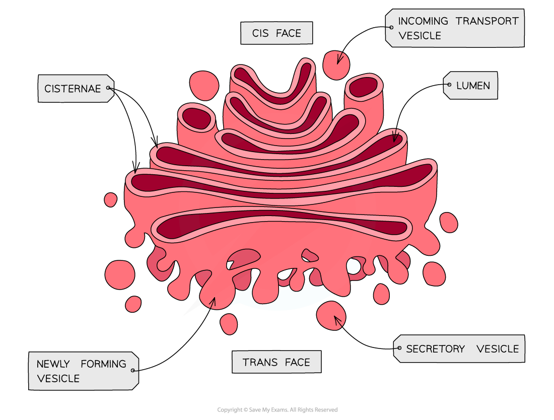 Cell components_Golgi aparatus, downloadable AS & A Level Biology revision notes