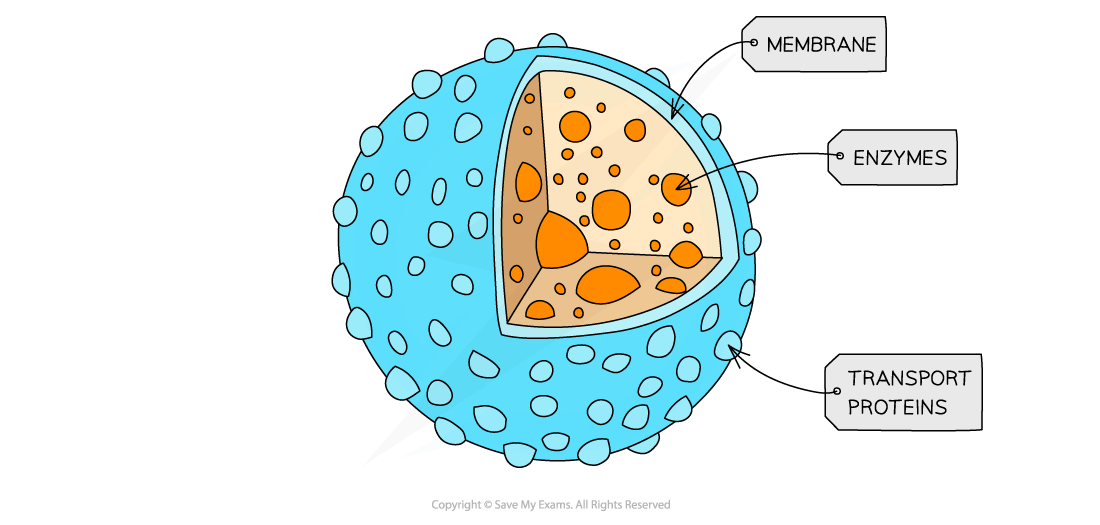 Cell components_Lysosomes, downloadable AS & A Level Biology revision notes