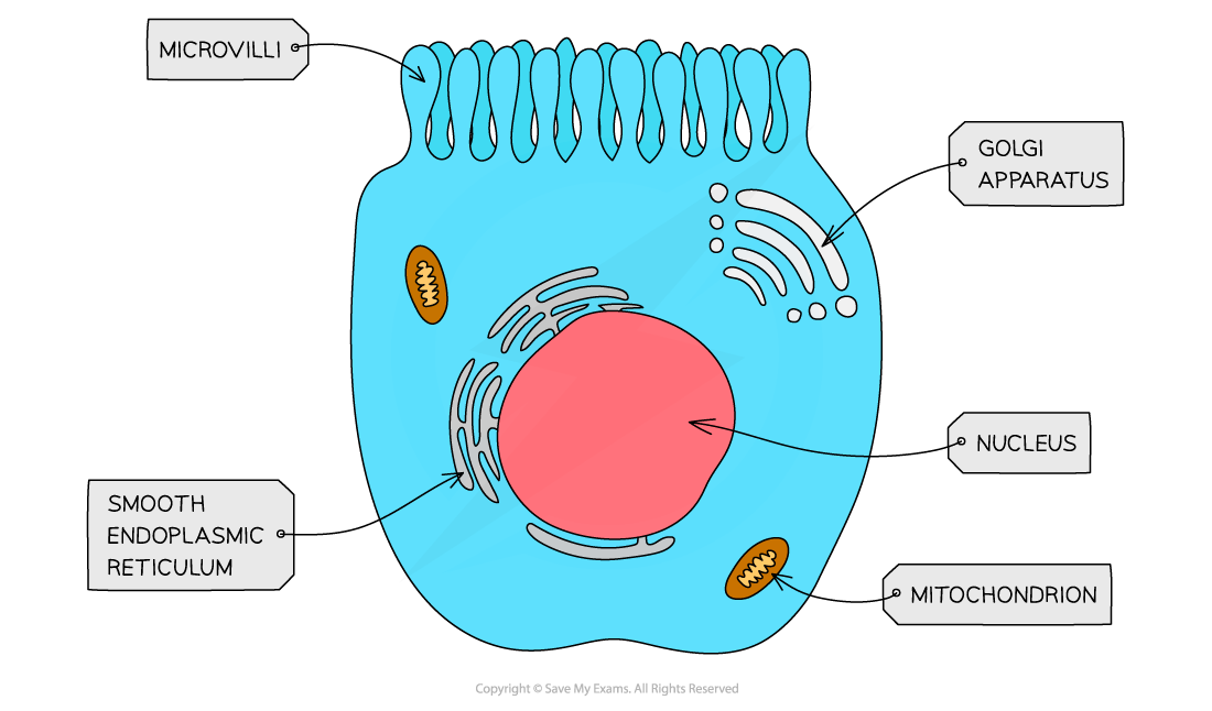 Cell components_Microvilli, downloadable AS & A Level Biology revision notes