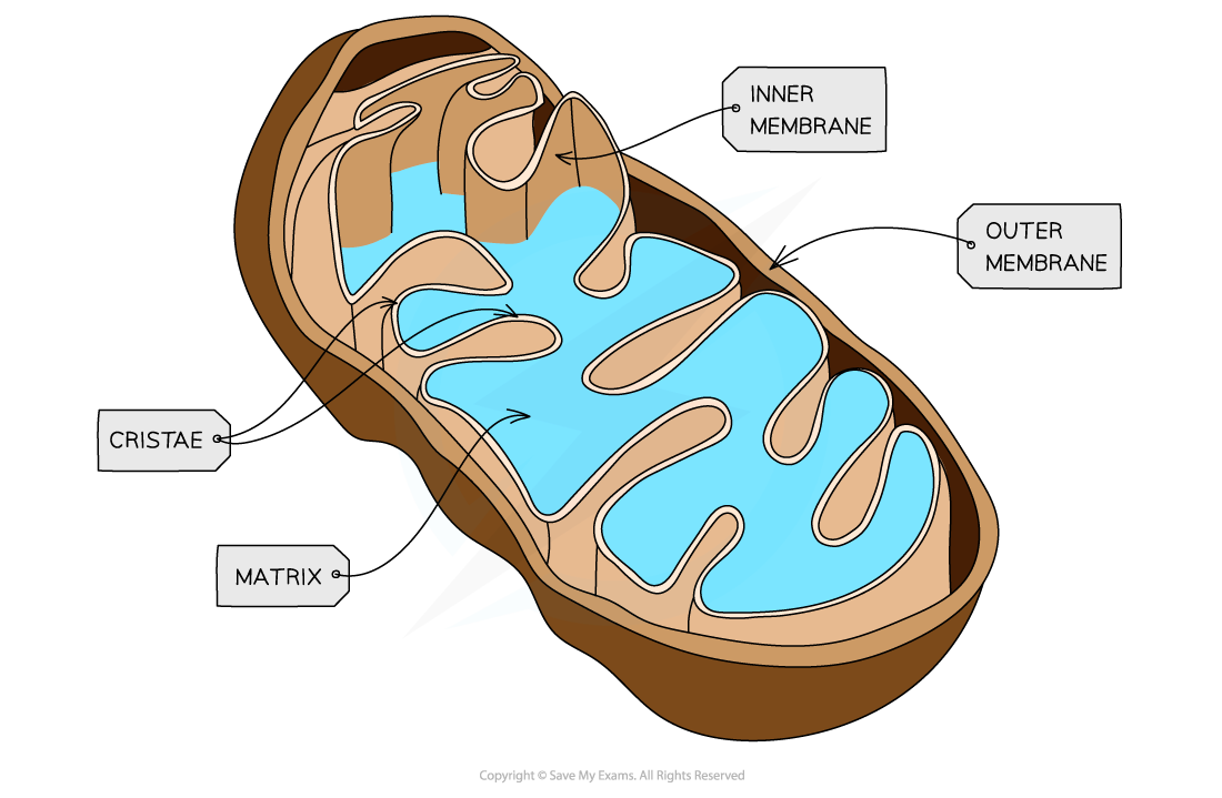 Cell components_Mitochondria, downloadable AS & A Level Biology revision notes