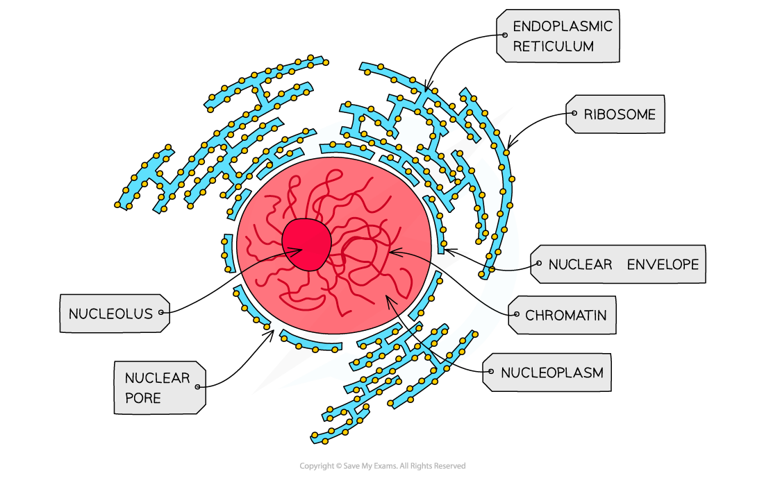 Cell components_Nucleus, downloadable AS & A Level Biology revision notes