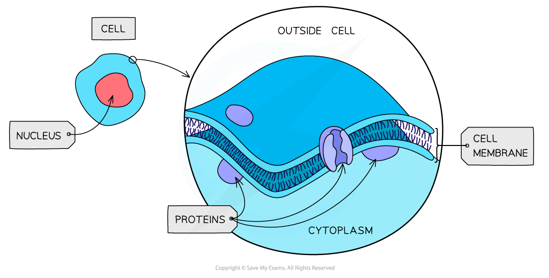 Cell components_Plasma membrane, downloadable AS & A Level Biology revision notes