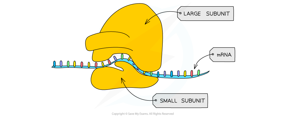 Cell components_Ribosome, downloadable AS & A Level Biology revision notes