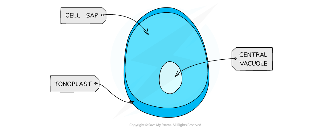 Cell components_Vacuole, downloadable AS & A Level Biology revision notes