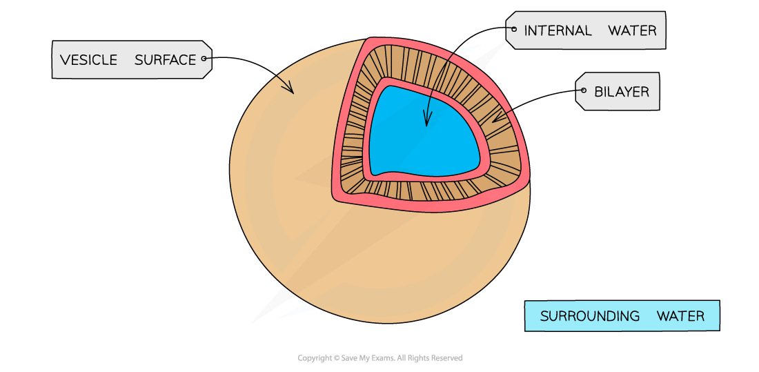 Cell components_Vesicle, downloadable AS & A Level Biology revision notes