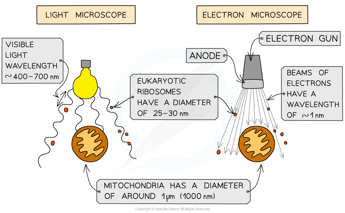 Comparing resolution, downloadable AS & A Level Biology revision notes