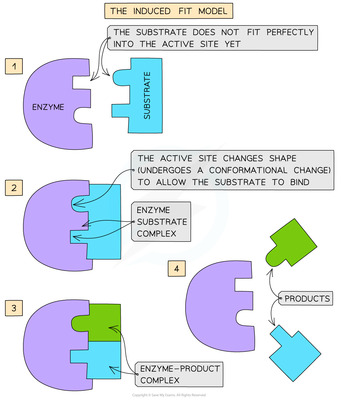 Induced fit hypothesis, downloadable AS & A Level Biology revision notes