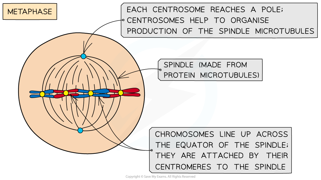 Metaphase of mitosis, downloadable AS & A Level Biology revision notes