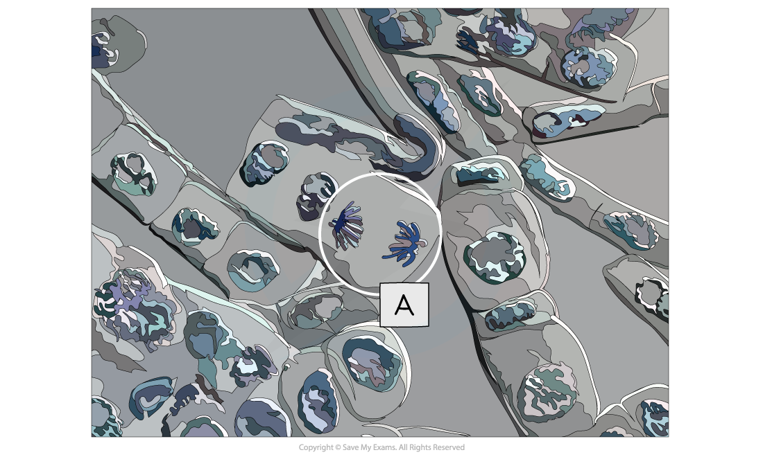 Micrograph showing a cell undergoing anaphase (A), downloadable AS & A Level Biology revision notes