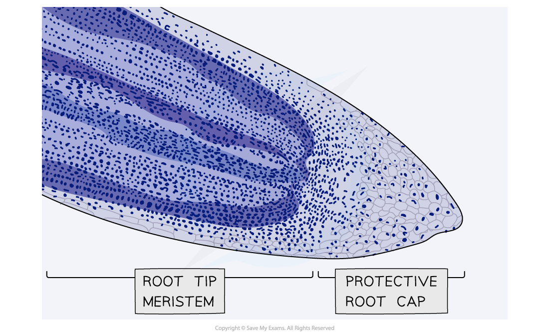 Micrograph showing a stained root tip, downloadable AS & A Level Biology revision notes