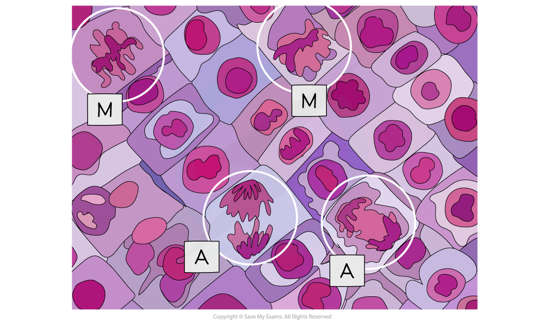 Micrograph showing cells undergoing metaphase (M) and anaphase (A) (1), downloadable AS & A Level Biology revision notes