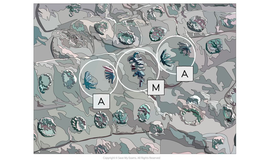 Micrograph showing cells undergoing metaphase (M) and anaphase (A), downloadable AS & A Level Biology revision notes