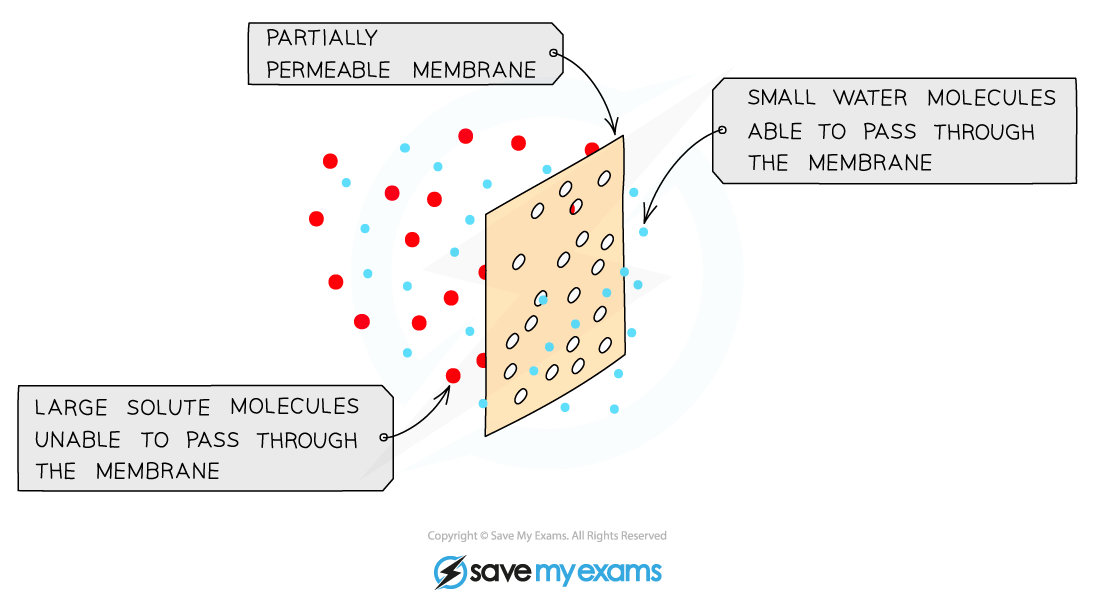 Osmosis & the partially permeable membrane, downloadable AS & A Level Biology revision notes