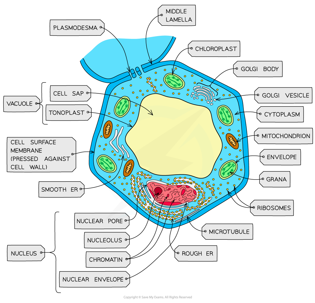 Plant cell, downloadable AS & A Level Biology revision notes