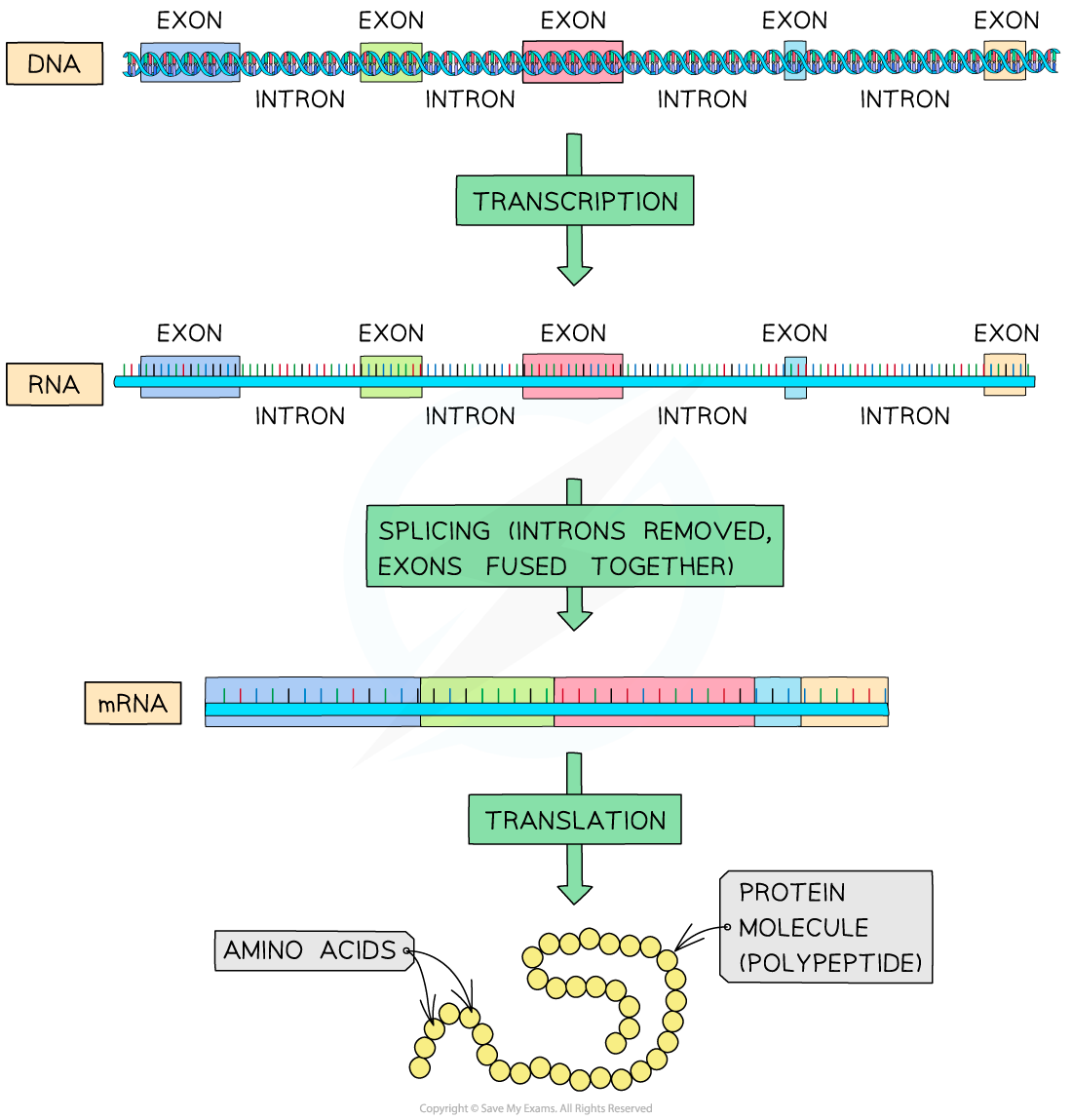 _Post-transcriptional modification of RNA, downloadable AS & A Level Biology revision notes