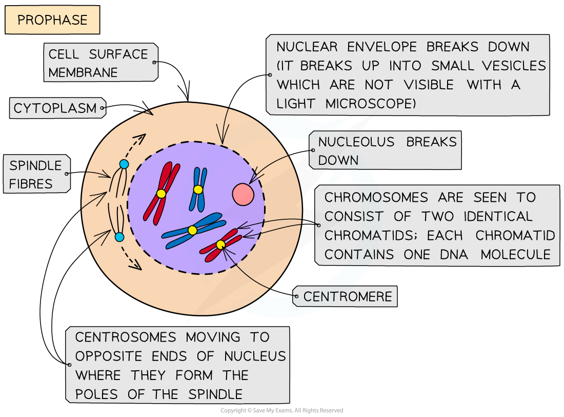 Prophase of mitosis, downloadable AS & A Level Biology revision notes