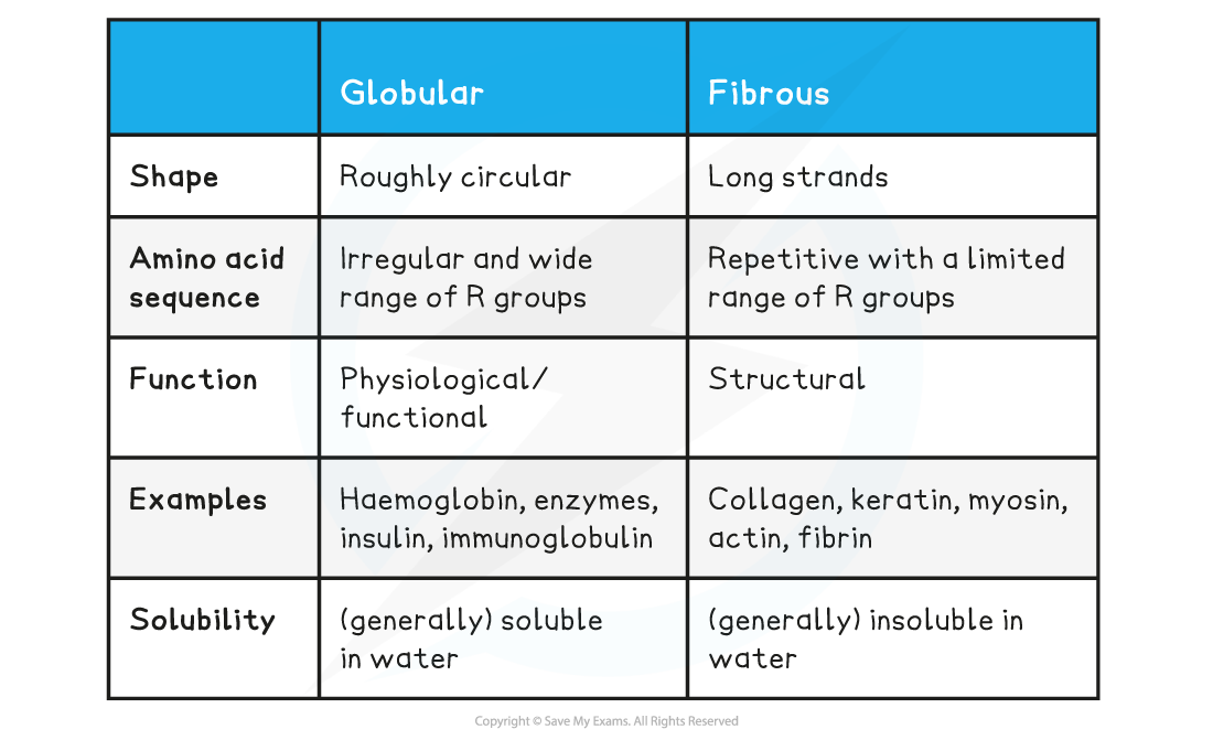 Table 18_ Comparison of Globular and Fibrous tertiary proteins, downloadable AS & A Level Biology revision notes