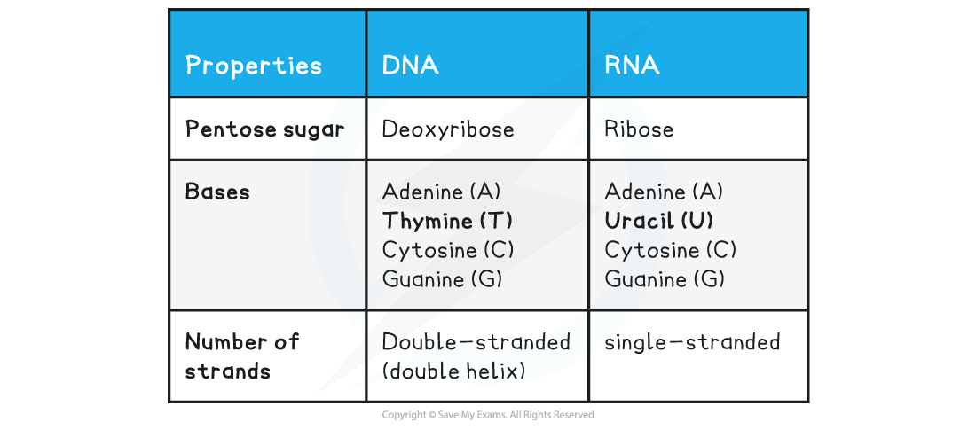 Table 25 Nucleotide structure, downloadable AS & A Level Biology revision notes