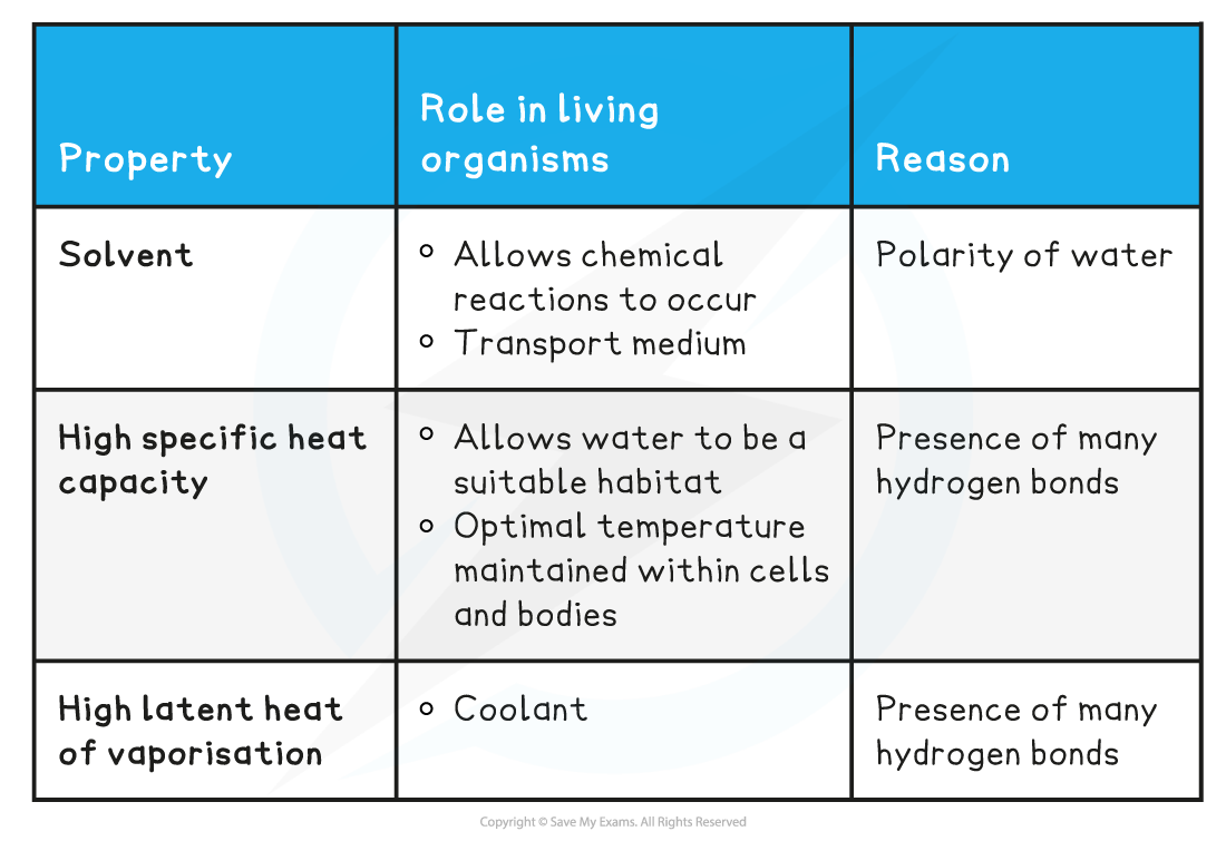 Water molecules_ In living organisms, downloadable AS & A Level Biology revision notes