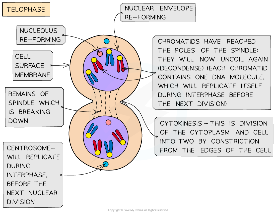 Telophase of mitosis, downloadable AS & A Level Biology revision notes