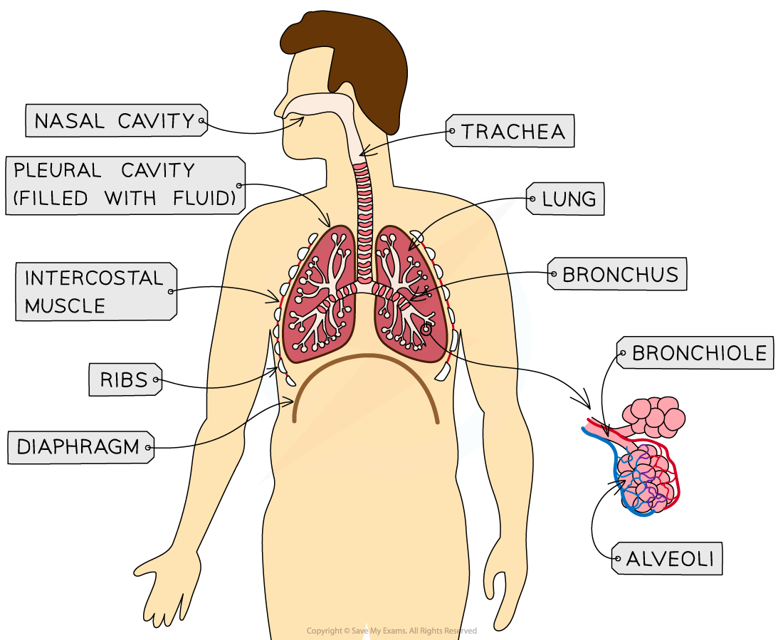 The Human Thorax, downloadable AS & A Level Biology revision notes