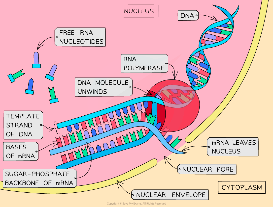 Transcription in the nucleus, downloadable AS & A Level Biology revision notes