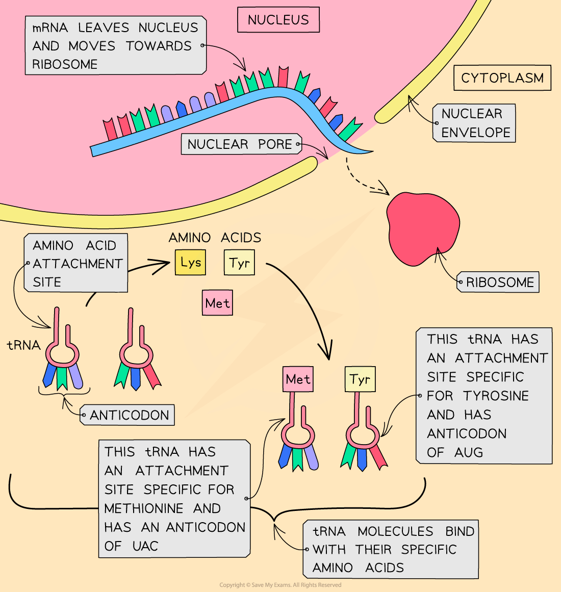 _tRNA molecules bind with amino acids, downloadable AS & A Level Biology revision notes