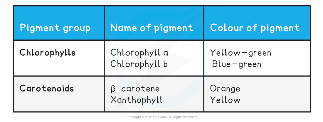 Chloroplast Pigments Table, downloadable AS & A Level Biology revision notes