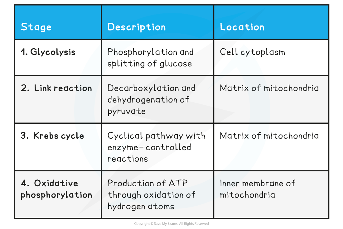 Four Stages of Respiration Table, downloadable AS & A Level Biology revision notes