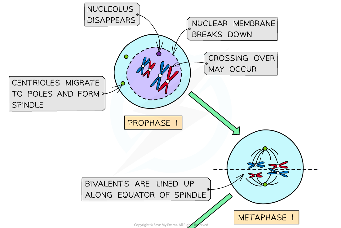 Meiosis I stages (1), downloadable AS & A Level Biology revision notes