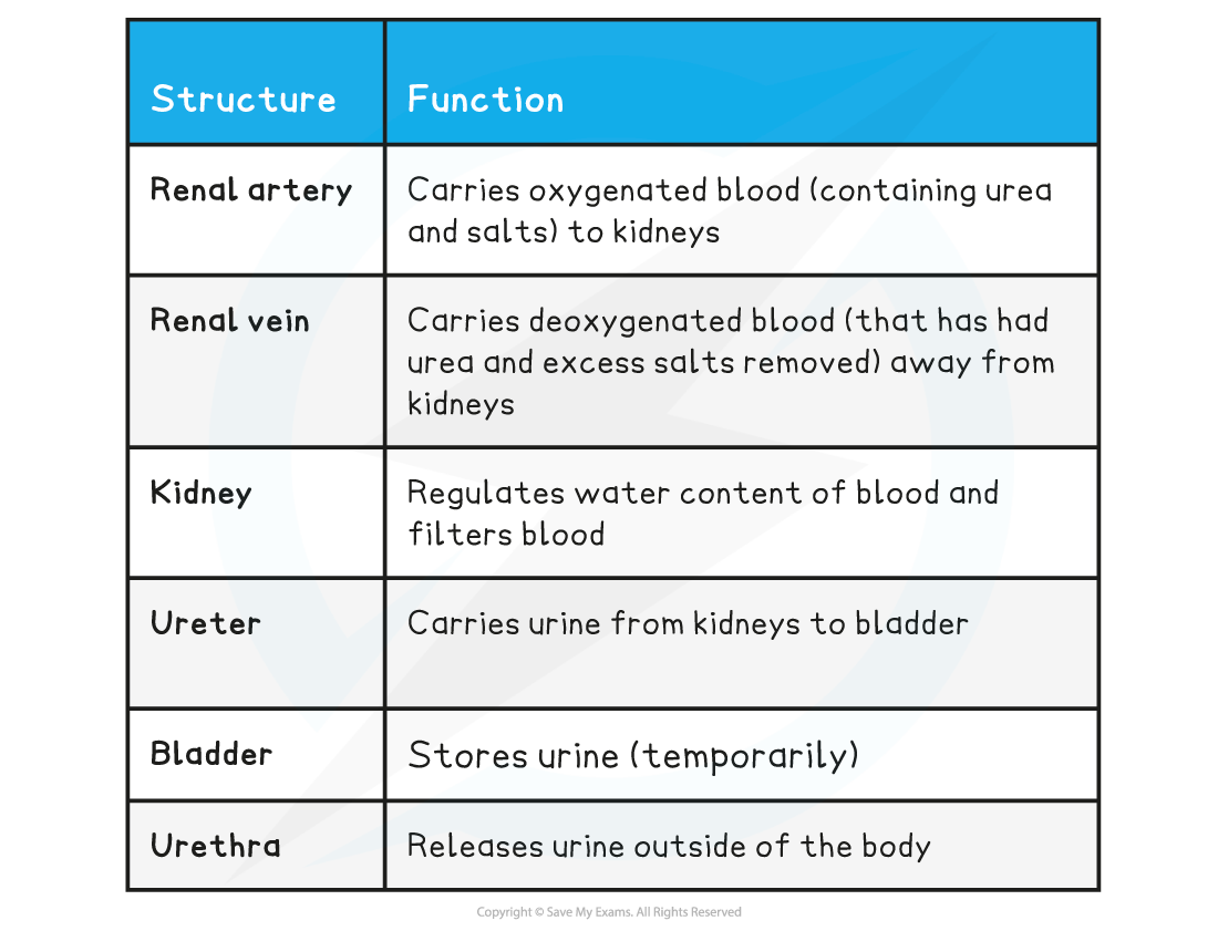 The function of the kidneys and their associated structures, downloadable AS & A Level Biology revision notes