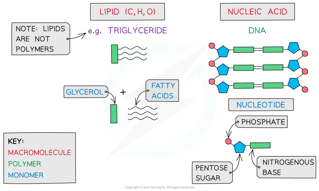 5 Biological molecules (1), downloadable IGCSE & GCSE Biology revision notes