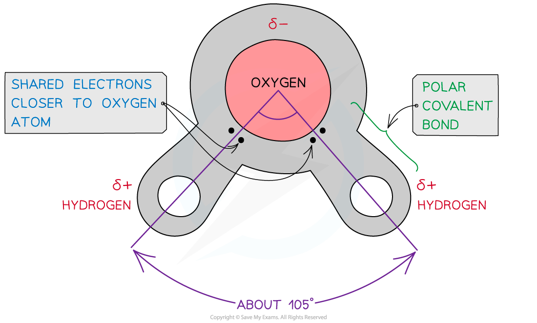 A water molecule, downloadable AS & A Level Biology revision notes