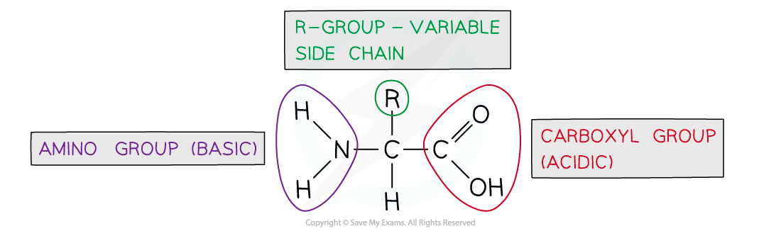 Amino acid structure, downloadable AS & A Level Biology revision notes