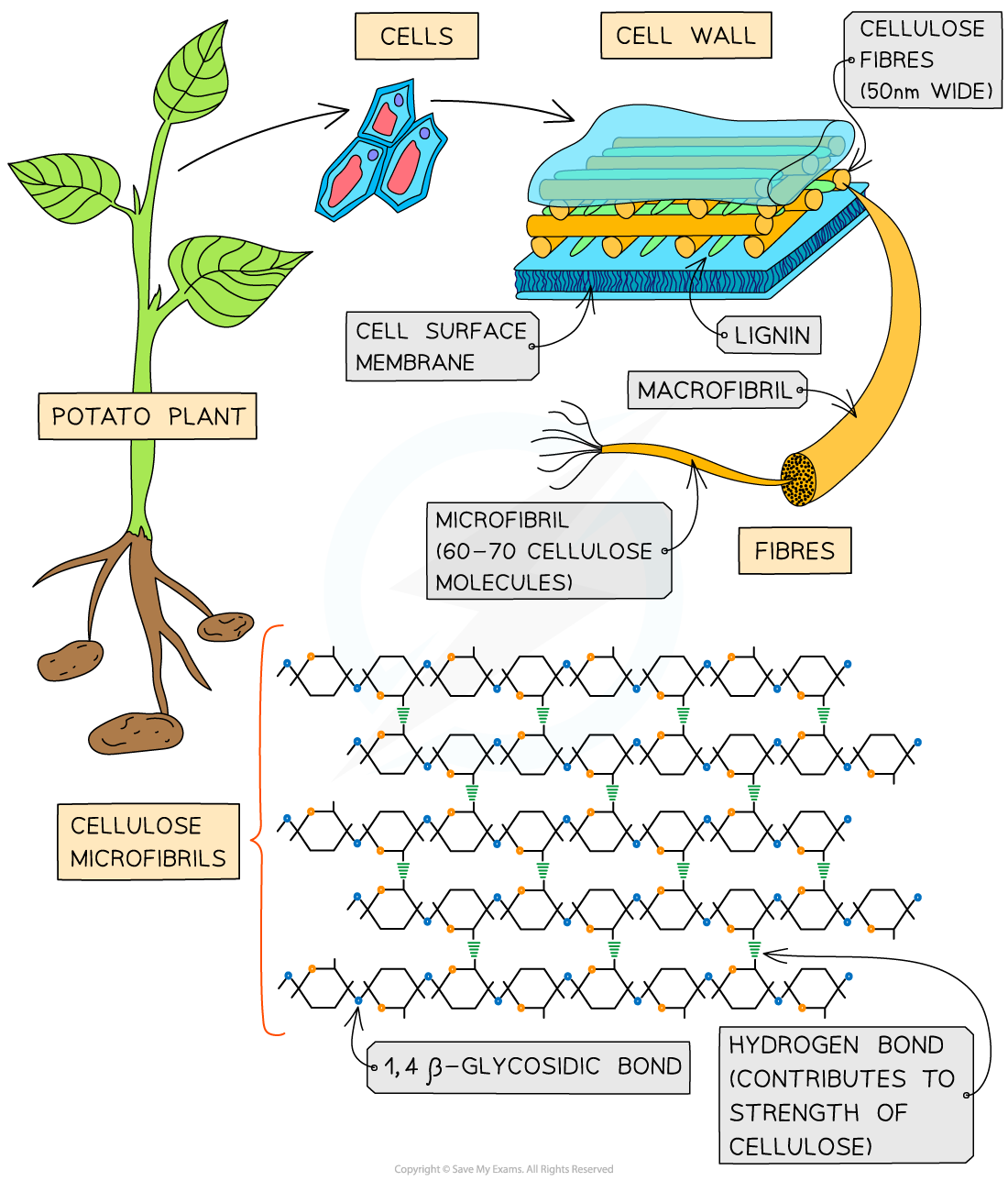 Cellulose_ Structure linking to function of cellulose, downloadable AS & A Level Biology revision notes