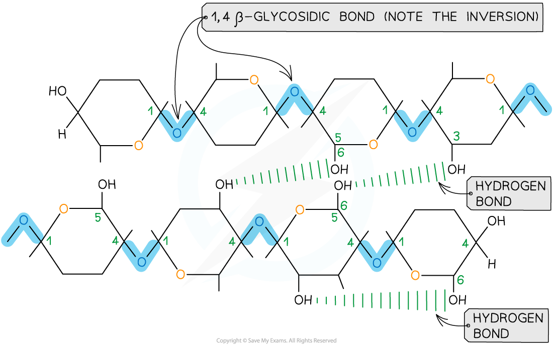 Cellulose_ hydrogen bond formation between chains, downloadable AS & A Level Biology revision notes