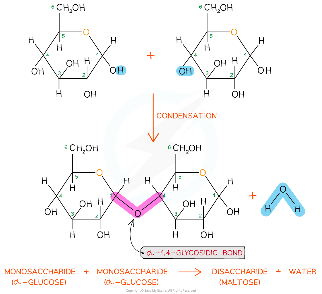 Sucrose formation, downloadable IGCSE & GCSE Biology revision notes, downloadable AS & A Level Biology revision notes