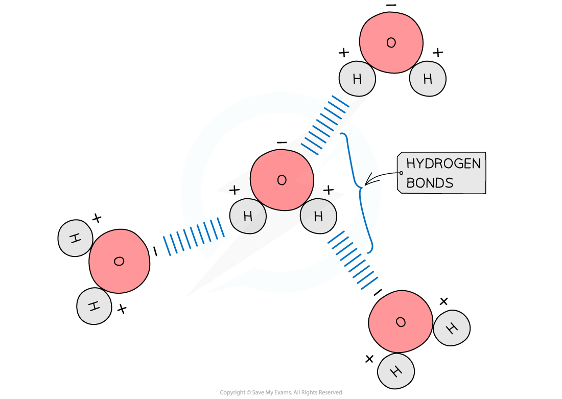 Hydrogen bonds between water molecules, downloadable AS & A Level Biology revision notes