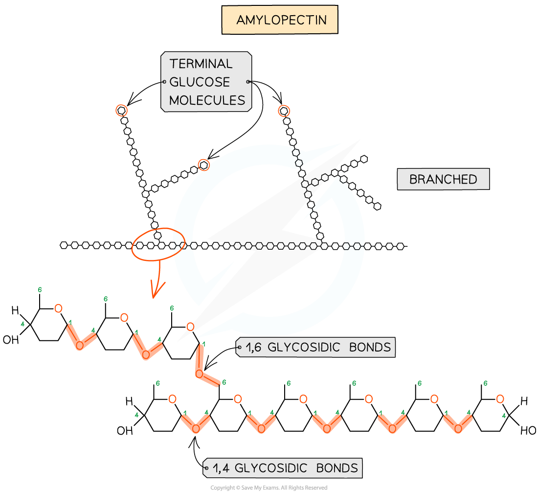 Amylopectin structure