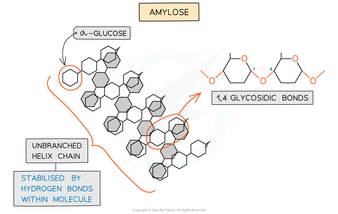 Amylose structure