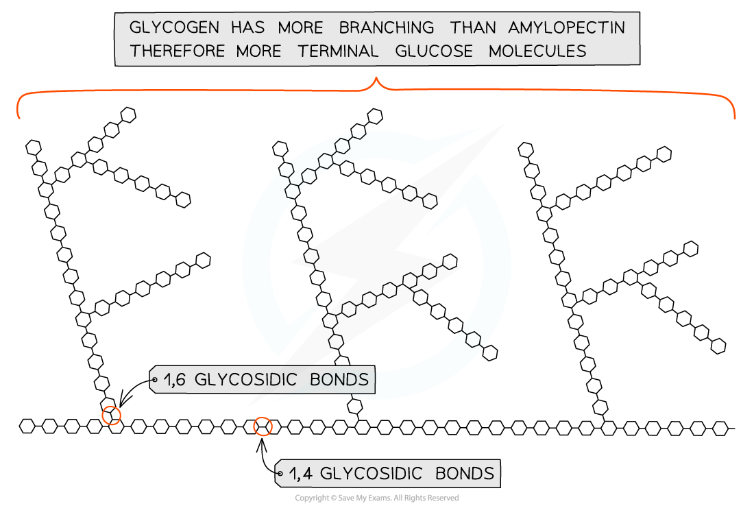 Glycogen structure