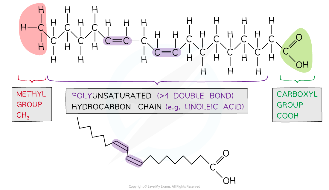 polyunsaturated fatty acid