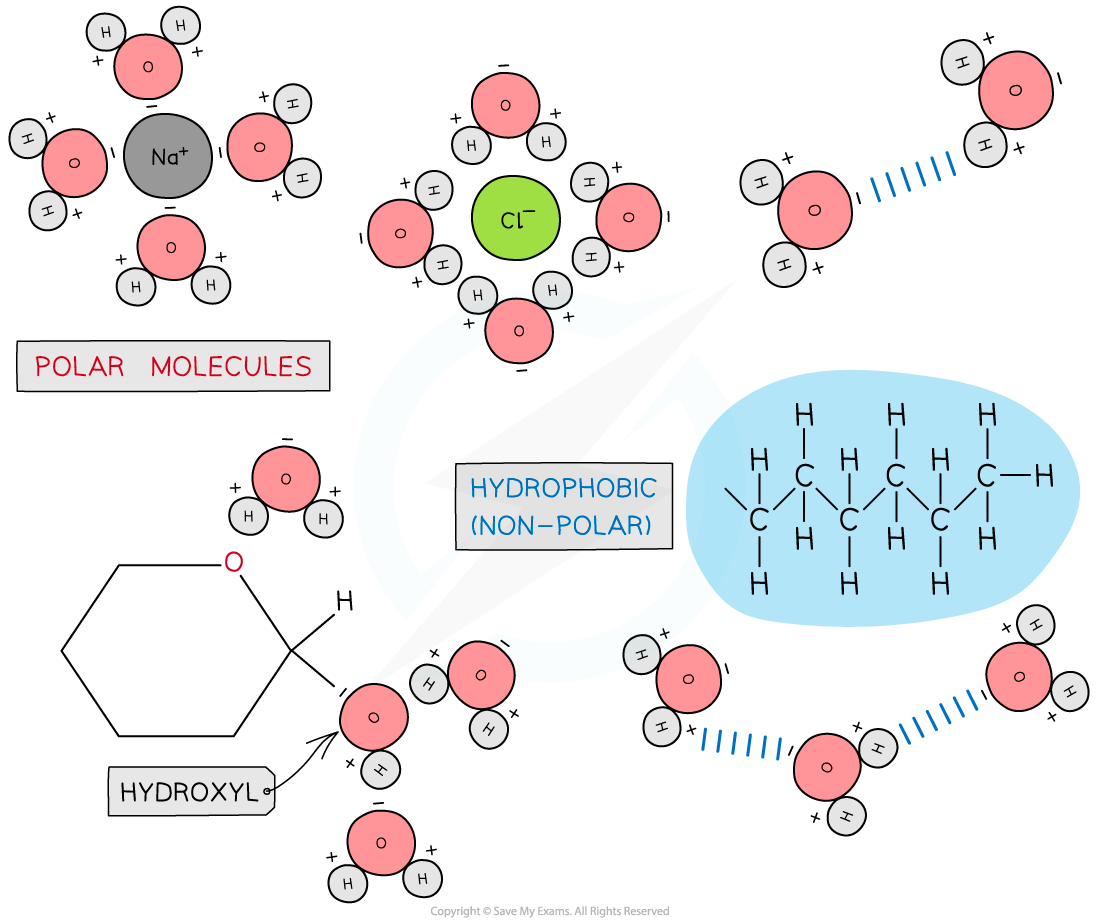 Water is a solvent, downloadable AS & A Level Biology revision notes