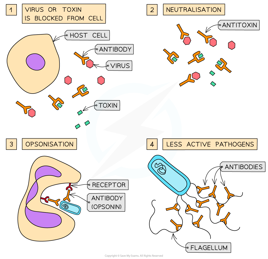 Antibodies_ Functions (1), downloadable AS & A Level Biology revision notes